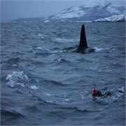 Swimming With Orca in Norway