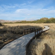 Big Morongo Canyon Preserve