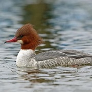 Merganser