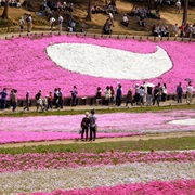 The Fuji Shibazakura Festival in Japan
