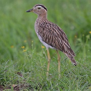 Double-Striped Thick-Knee