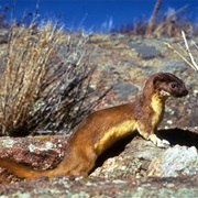 Long-Tailed Weasel