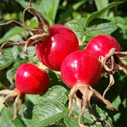 Wild Rosehip