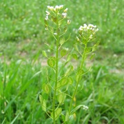 Field Pennycress (Thlaspi Arvense)