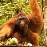 Visit an Orangutan Sanctuary, Borneo, Mayalsia