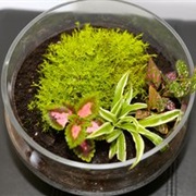 Set Up a Tropical Terrarium