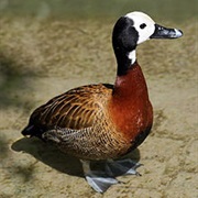 White-Faced Duck