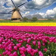 Tulip Fields of the Netherlands