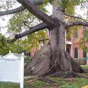 Kapok Tree, Key West