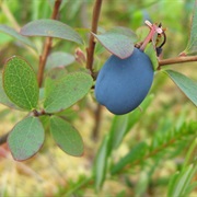 Bog Bilberry (Vaccinium Uliginosum)