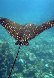 Spotted Eagle Ray