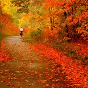 Go Leaf-Peeping in New England