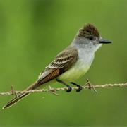 Brown-Crested Flycatcher