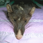 Vietnam Ferret-Badger