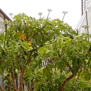 Chaya / Tree Spinach (Cnidoscolus Aconitifolius)