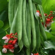 Runner Bean