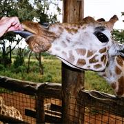 Feed a Giraffe