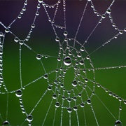 Spider Webs
