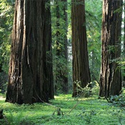 Hendy Woods State Park, California