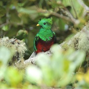 Quetzal Spotting in San Gerardo De Dota, Costa Rica