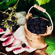 Blackberries