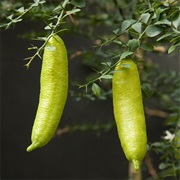 Australian Finger Lime (Citrus Australasica)