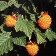 Salmon Berries