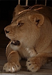 Jasmine, Secondhand Lions (2003)