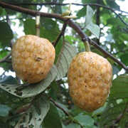 African Custard-Apple (Annona Senegalensis)
