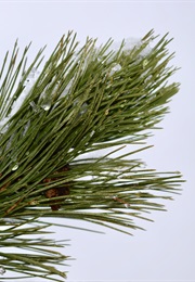 A Casualty of Grace (Lisa Brown)