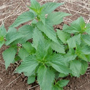 Stinging Nettle