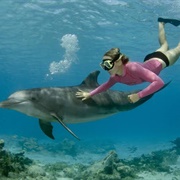 Swim With Dolphins