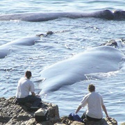 Hermanus Whale Festival, Cape Town, South Africa