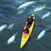 Swim/Kayak With Beluga in Churchill, Canada