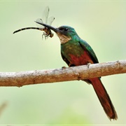 Rufous-Tailed Jacamar (Galbula Ruficauda)