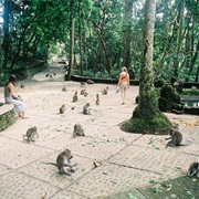 Visit Ubud Monkey Forest, Bali