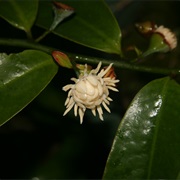 Bolwarra (Eupomatia Laurina)