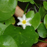 Banana Plant (Nymphoides Indica)