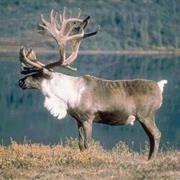 Reindeer