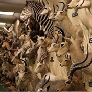 Bean Life Science Museum