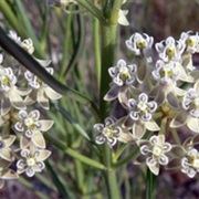 Whorled Milkweed (Asclepias Subverticillata)