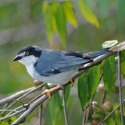 Hooded Tanager
