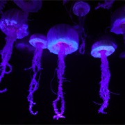 A Stuck of Jellyfish