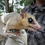 White-Bellied Woolly Mouse Opossum
