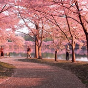 Cherry Blossom Festival, Washington DC