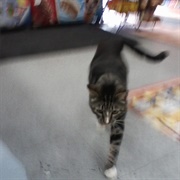 Sun Kil Moon - I Also Want to Die in New Orleans