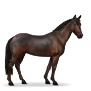 Australian Pony - Dark Bay