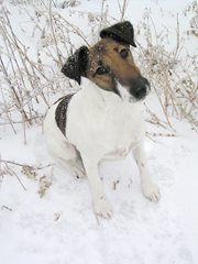Fox Terrier