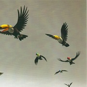The Toucans (Animalia)
