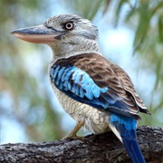 Blue Winged Kookaburra